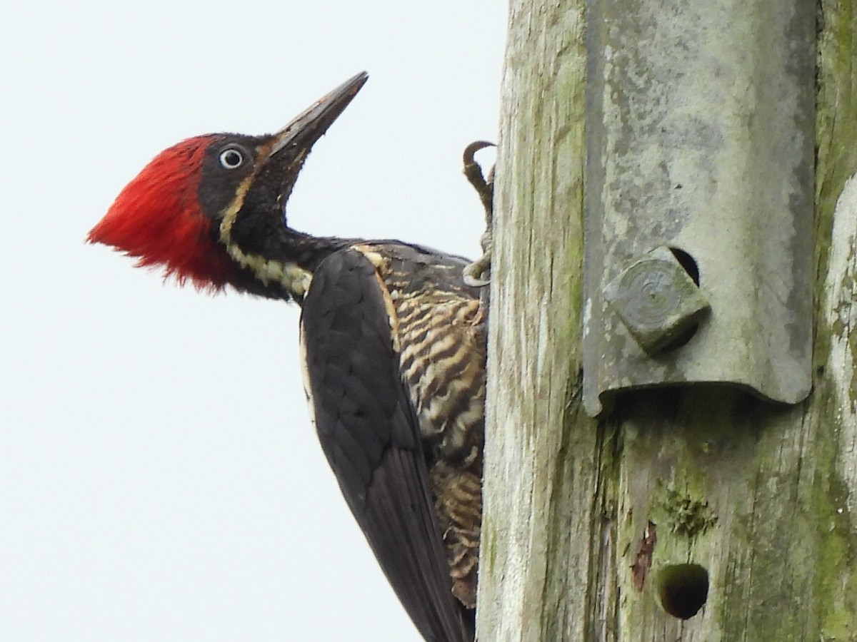 Lineated Woodpecker - ML620255016