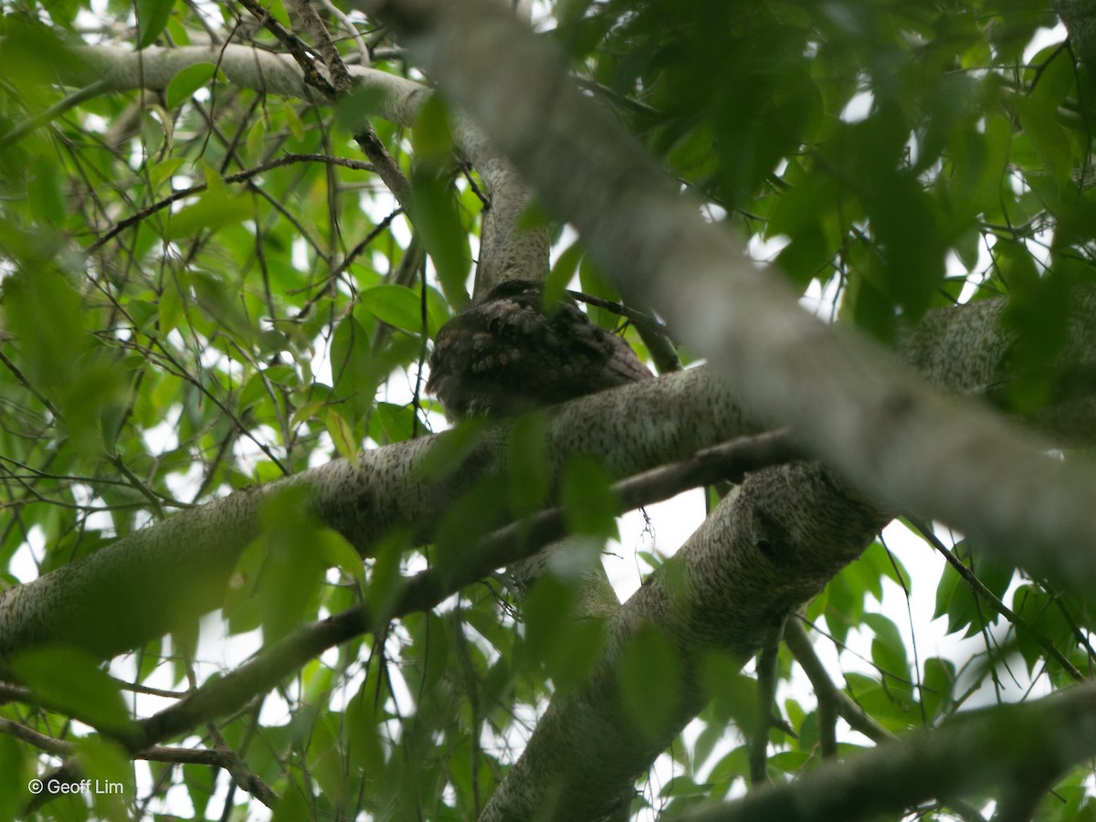 Gray Nightjar - ML620255018