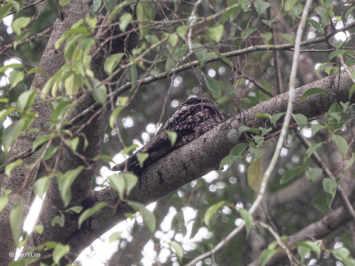 Gray Nightjar - ML620255019