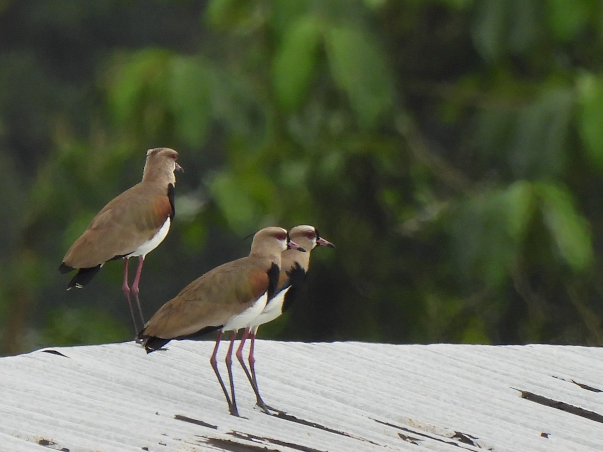 Southern Lapwing - ML620255023