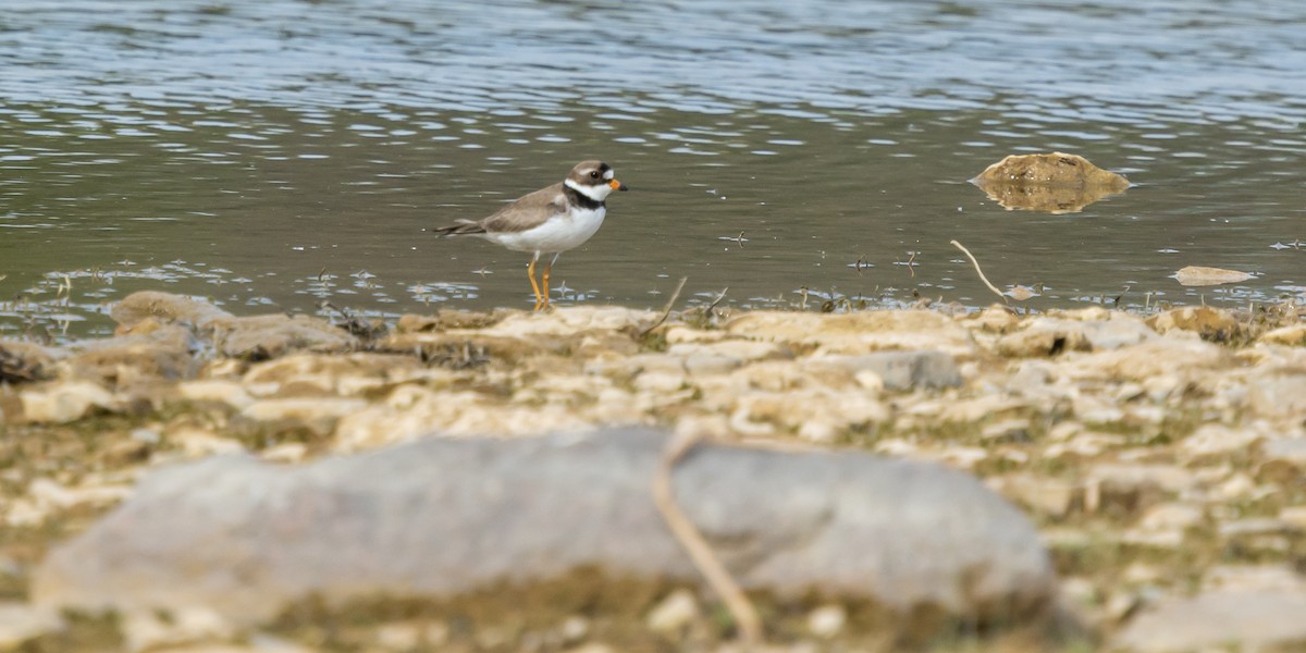 Semipalmated Plover - ML620255024