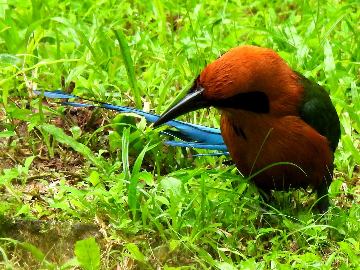 Rufous Motmot - ML620255026