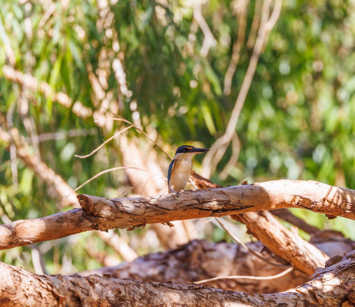 Sacred Kingfisher - ML620255031