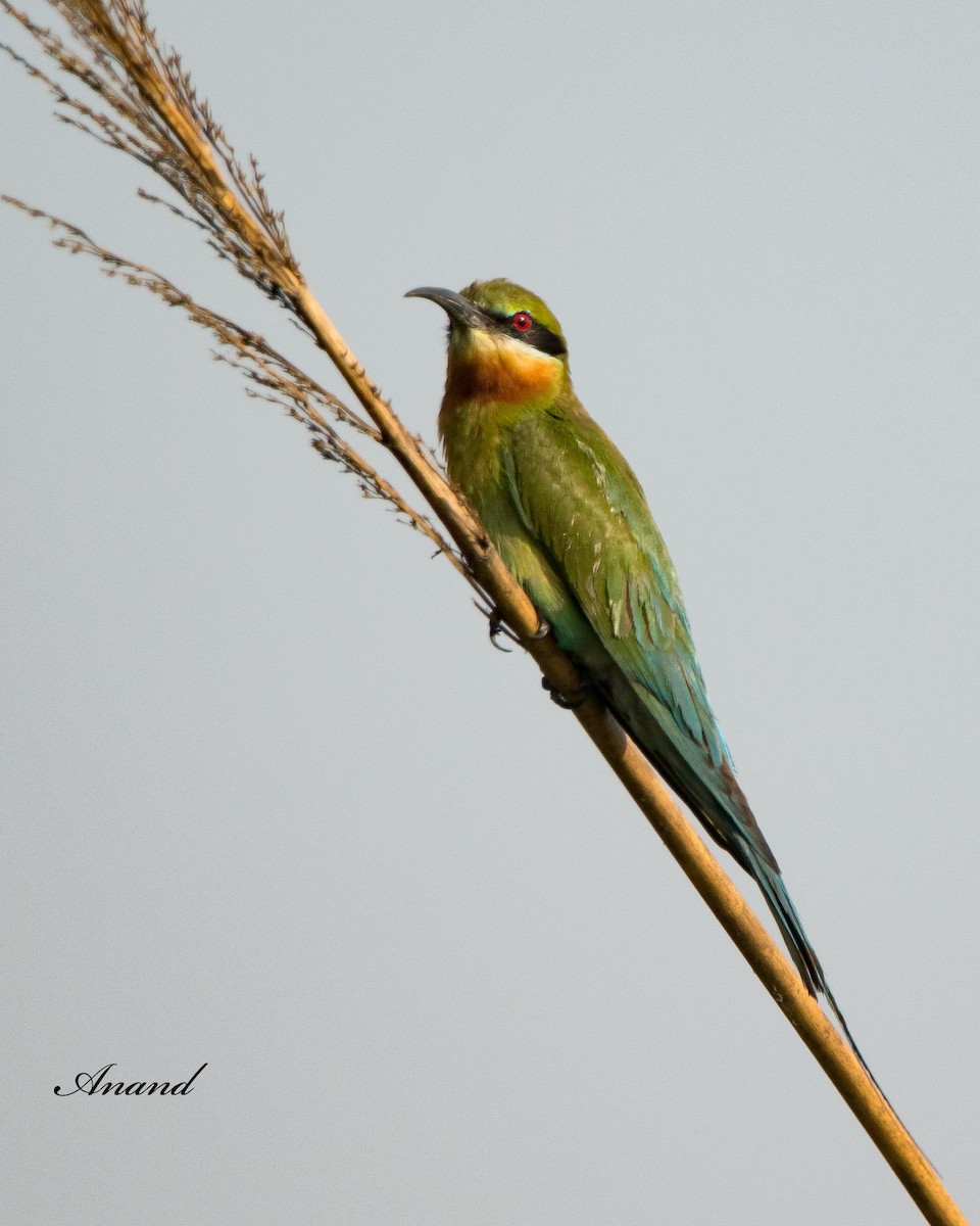 Blue-tailed Bee-eater - ML620255032