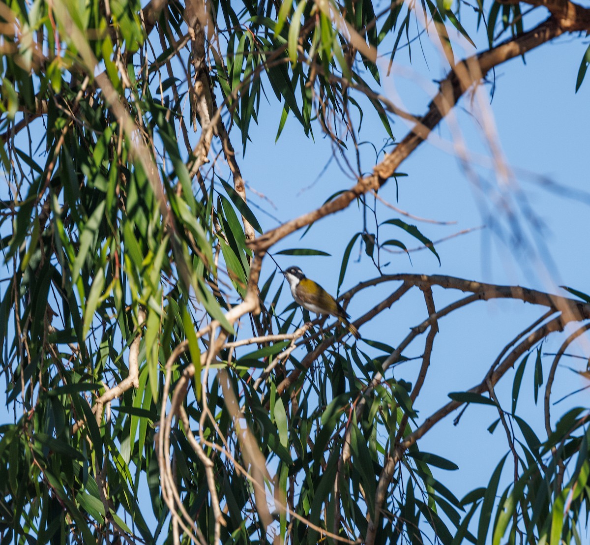 White-throated Honeyeater - ML620255033