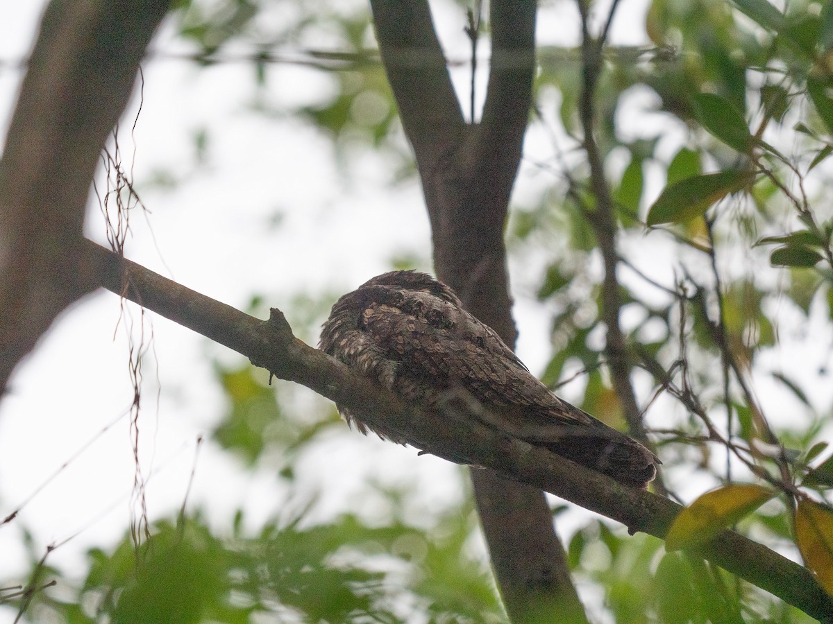 Gray Nightjar - ML620255034