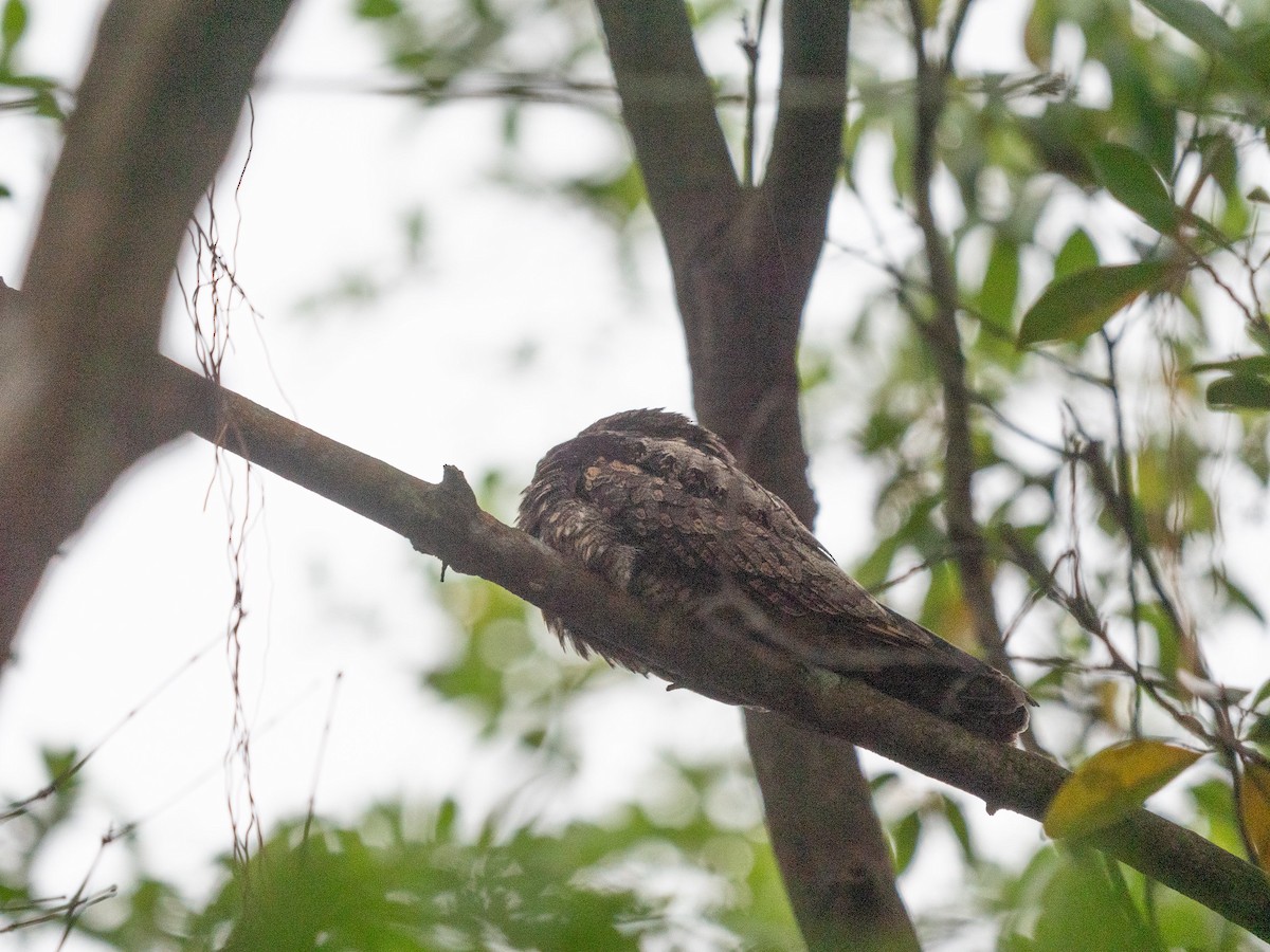 Gray Nightjar - ML620255036