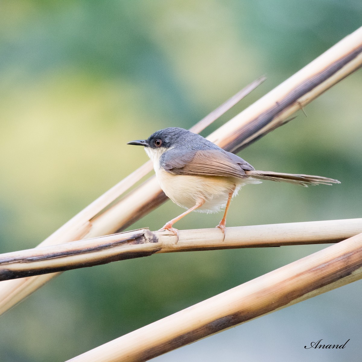 Prinia Cenicienta - ML620255039