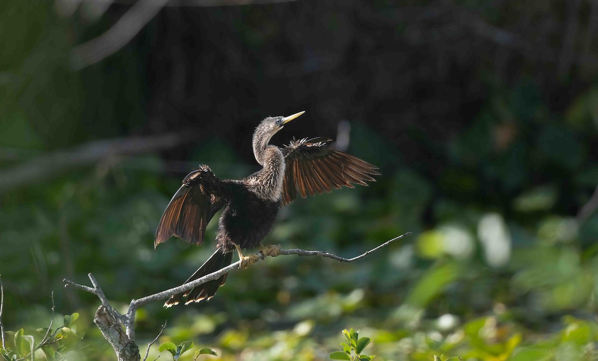 Anhinga Americana - ML620255041