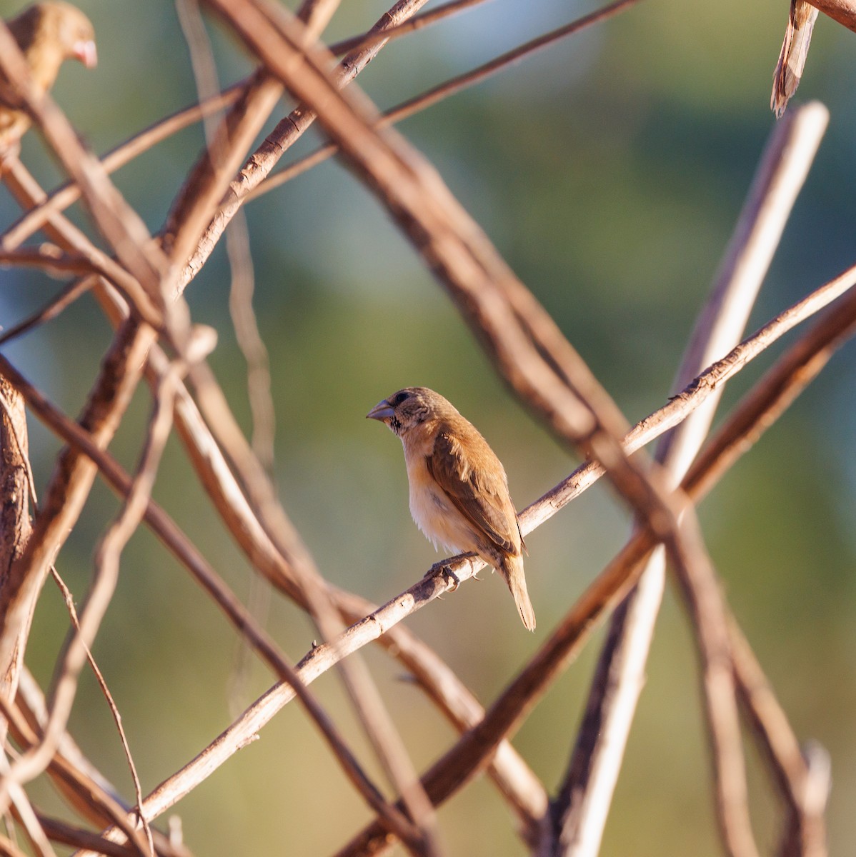 Crimson Finch - ML620255051