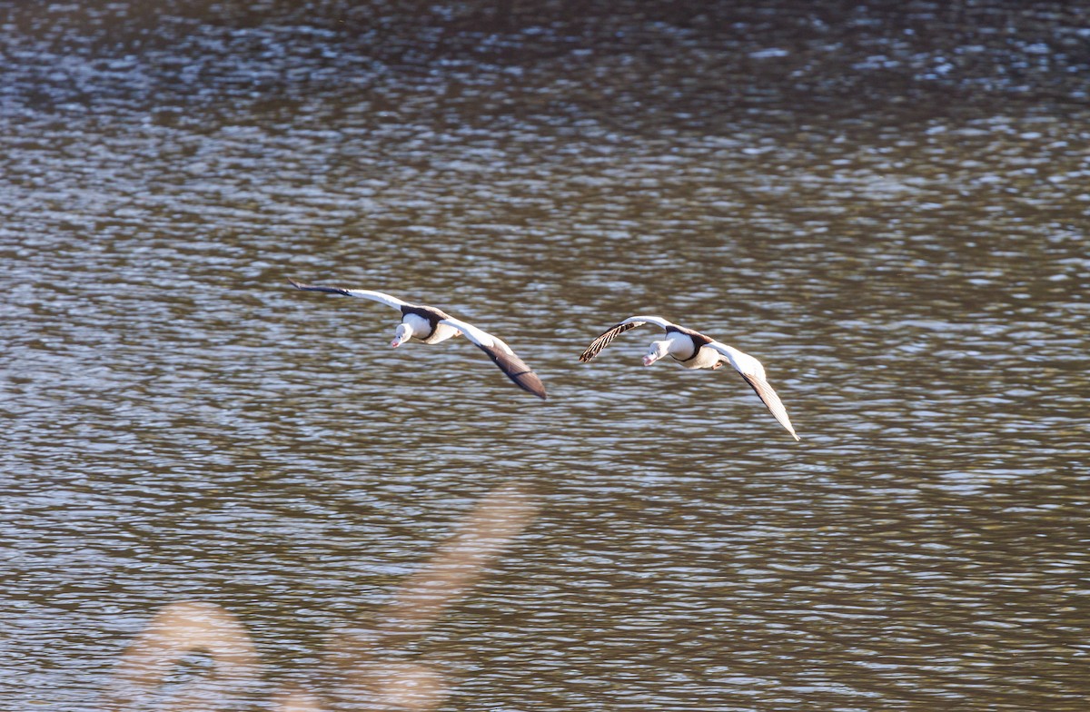 Radjah Shelduck - ML620255063