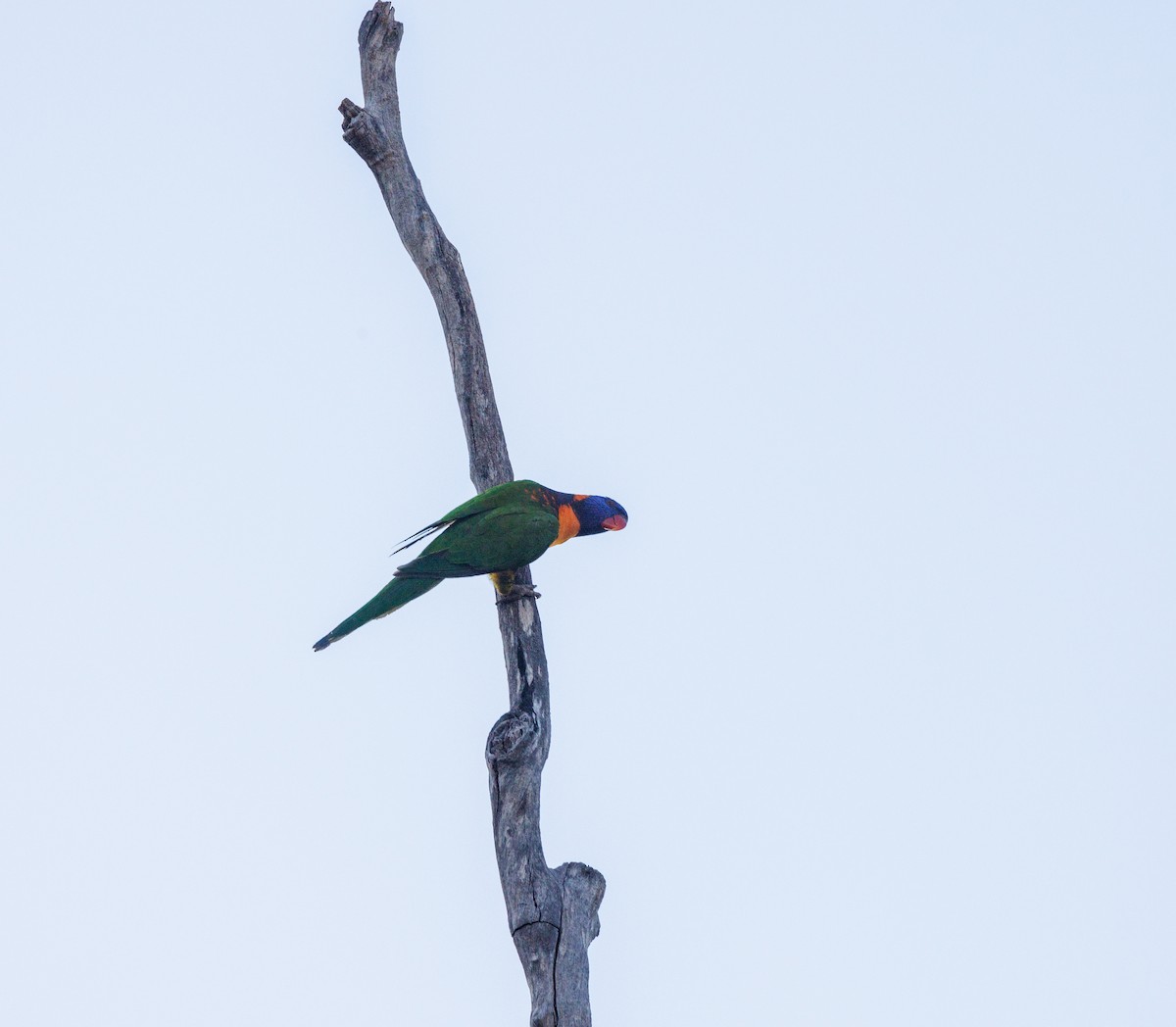 Red-collared Lorikeet - ML620255068