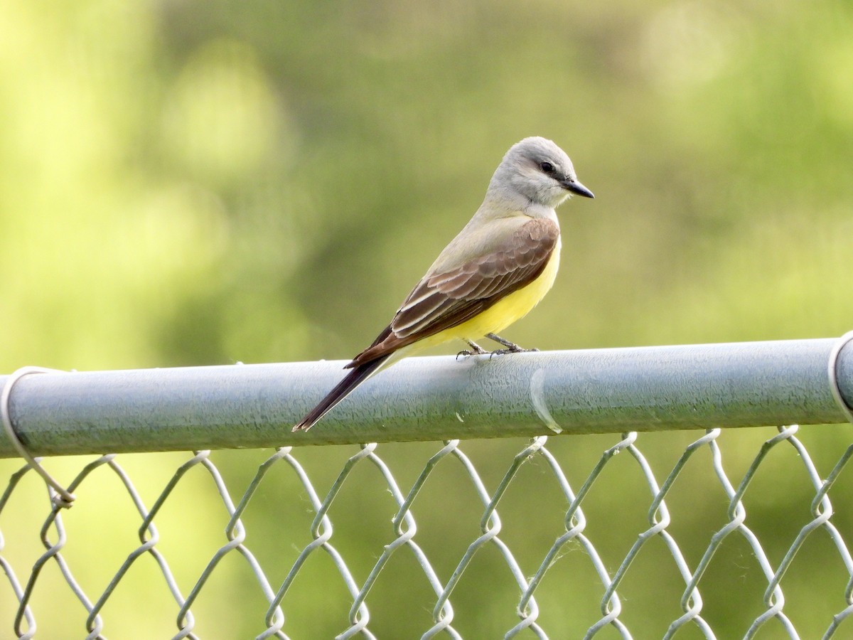 Western Kingbird - ML620255070