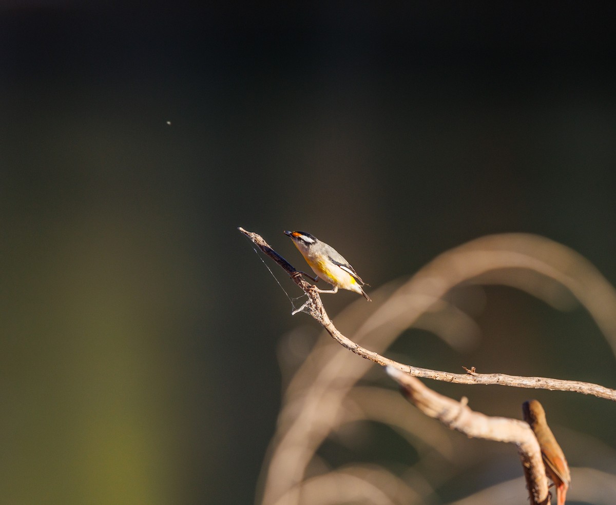 Pardalote Estriado - ML620255072