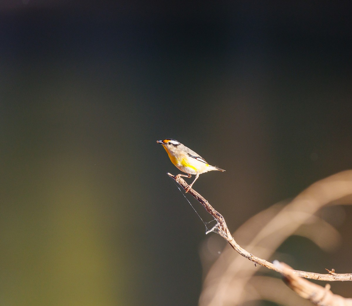 Streifenpanthervogel - ML620255074