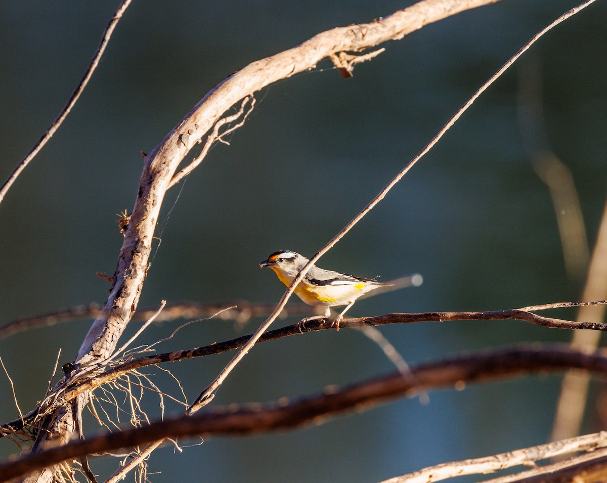 Pardalote Estriado - ML620255075