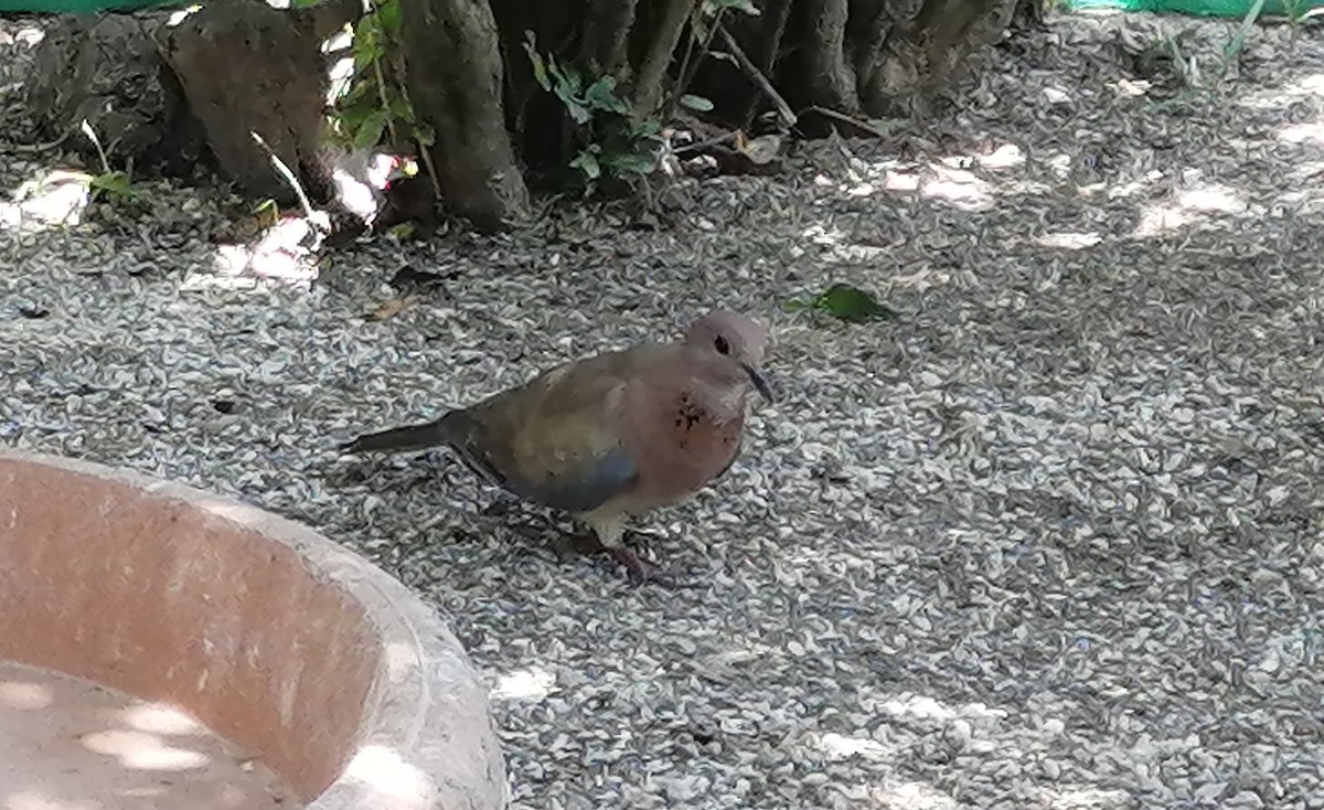 Laughing Dove - ML620255080
