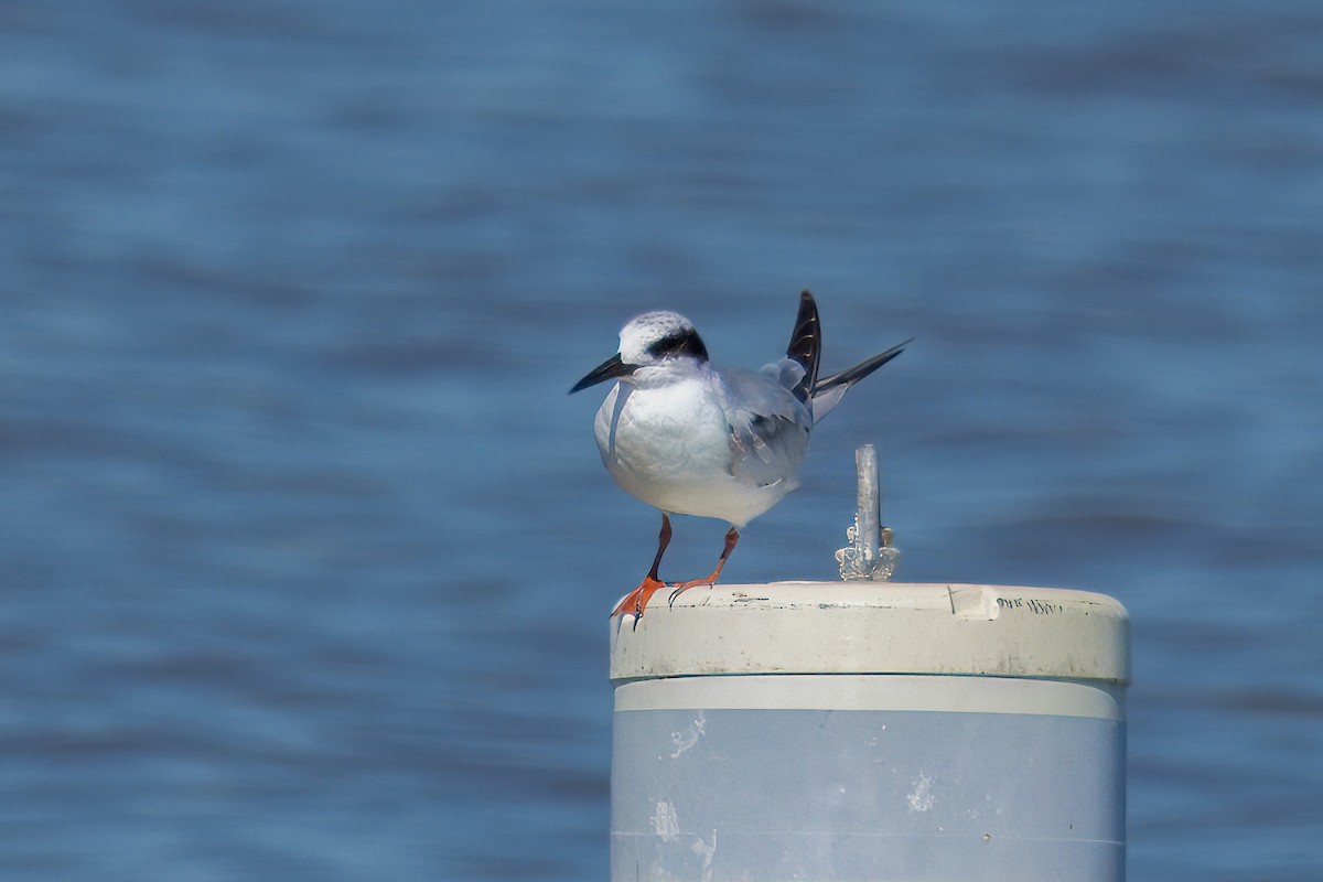 Forster's Tern - ML620255081