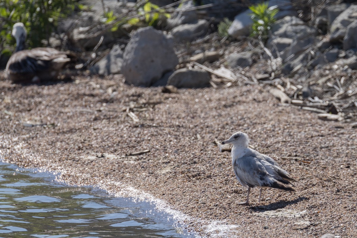 Ring-billed Gull - ML620255088