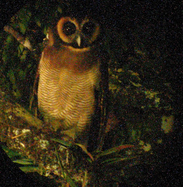 Brown Wood-Owl - ML620255090