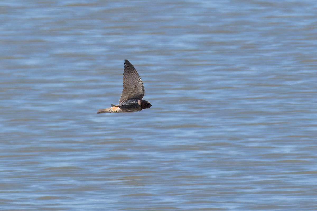 Cliff Swallow - ML620255091