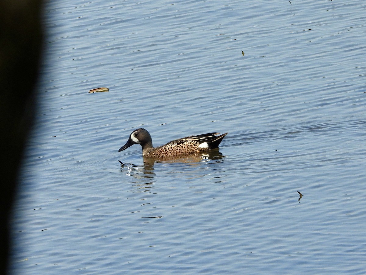 Blue-winged Teal - ML620255092