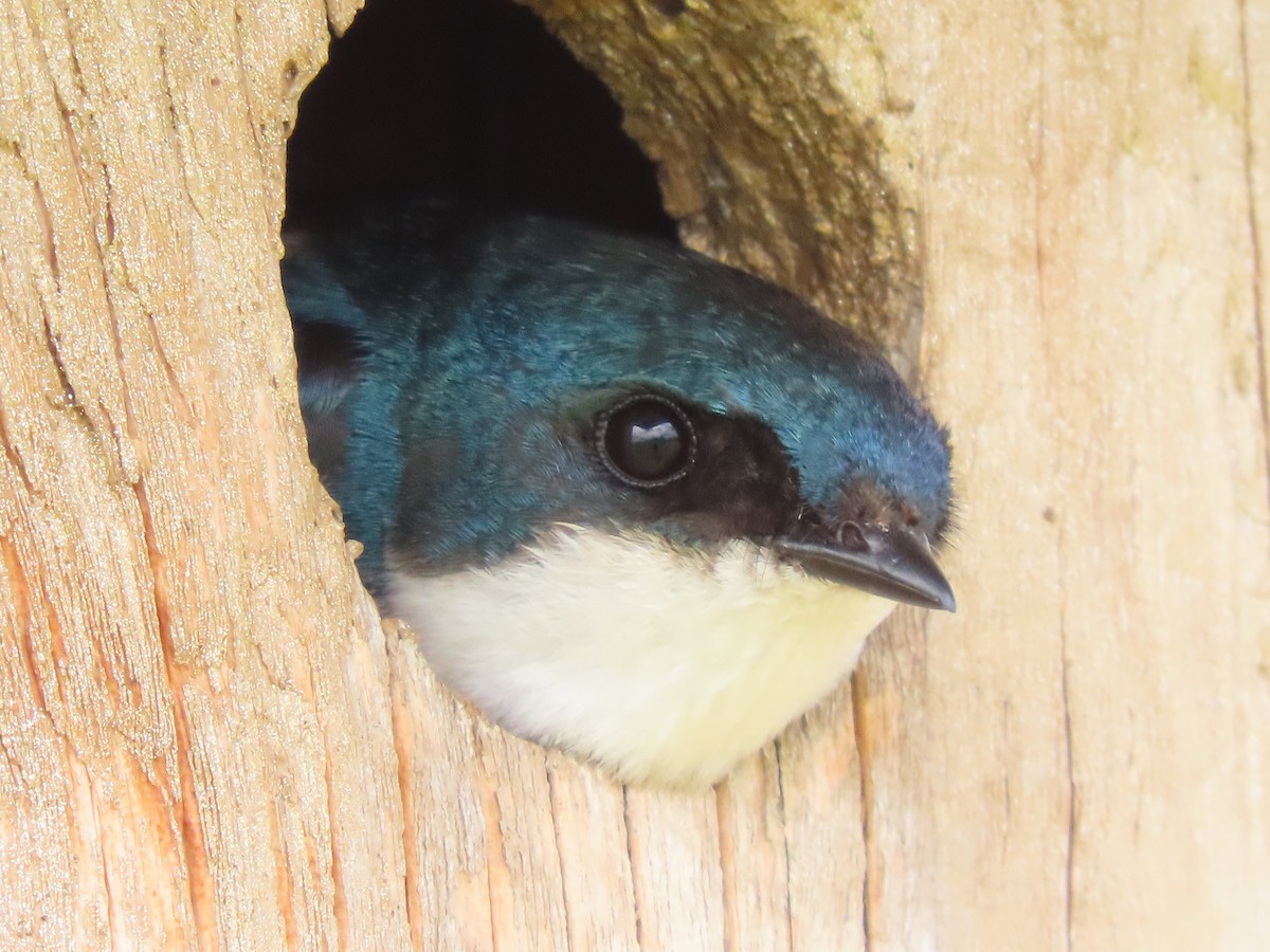 Tree Swallow - ML620255093