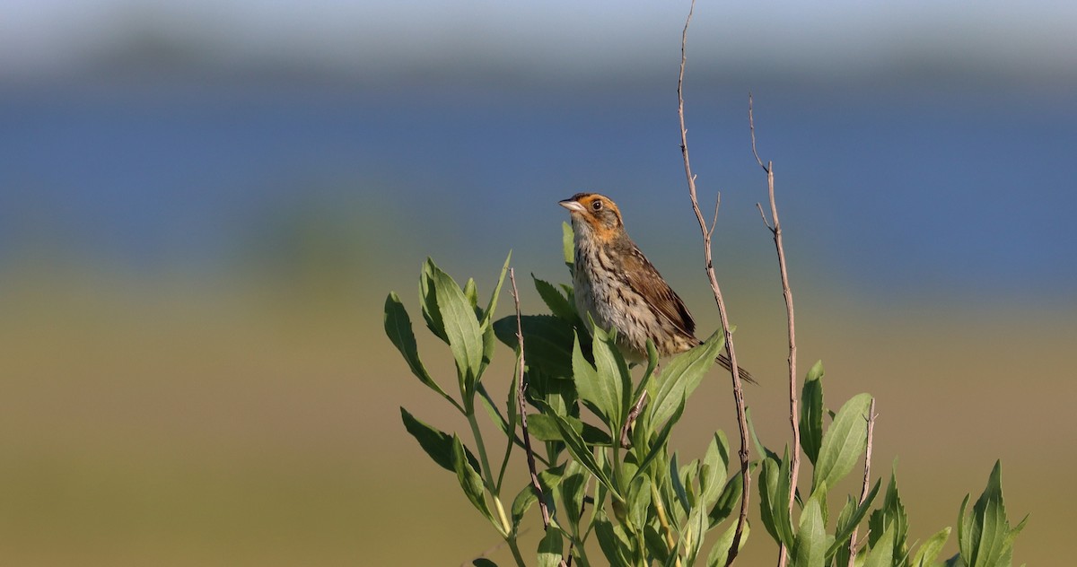 Saltmarsh Sparrow - ML620255094