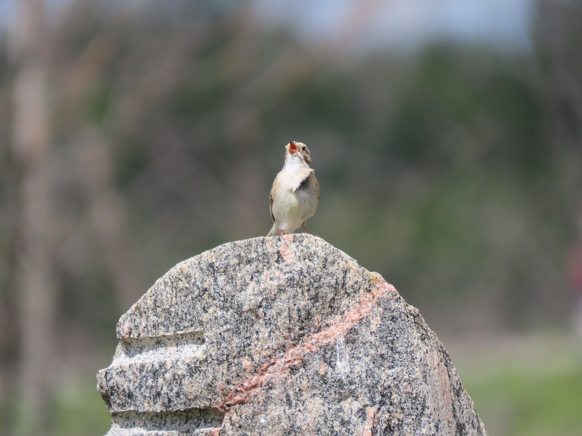 Clay-colored Sparrow - ML620255099