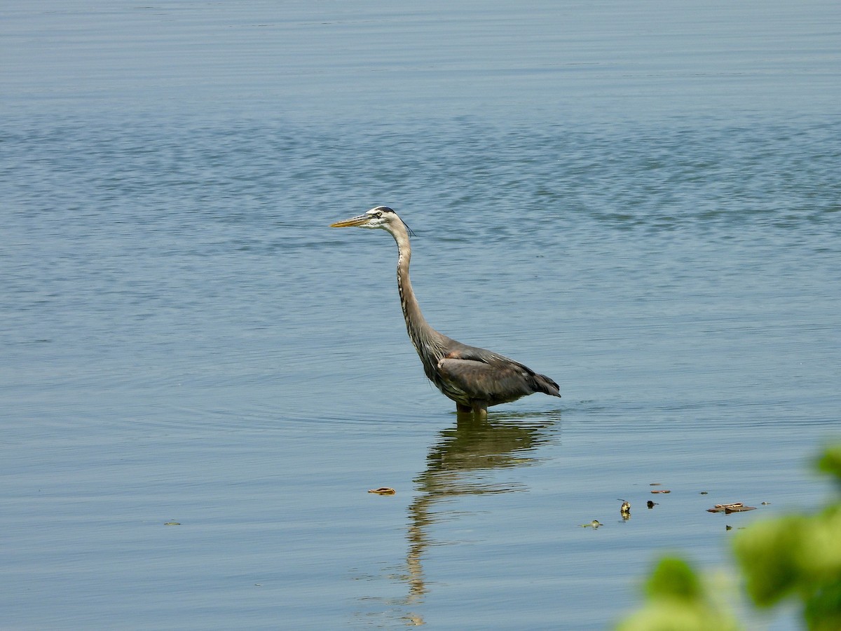 Great Blue Heron - ML620255100