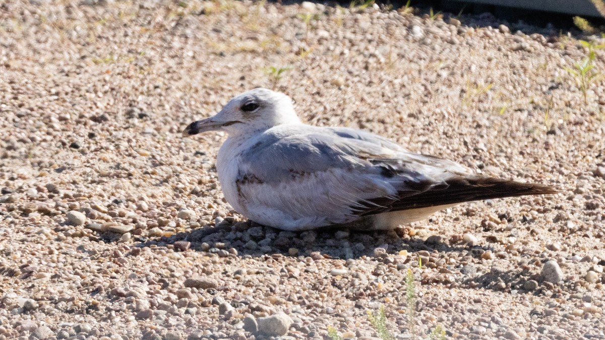 Ring-billed Gull - ML620255105