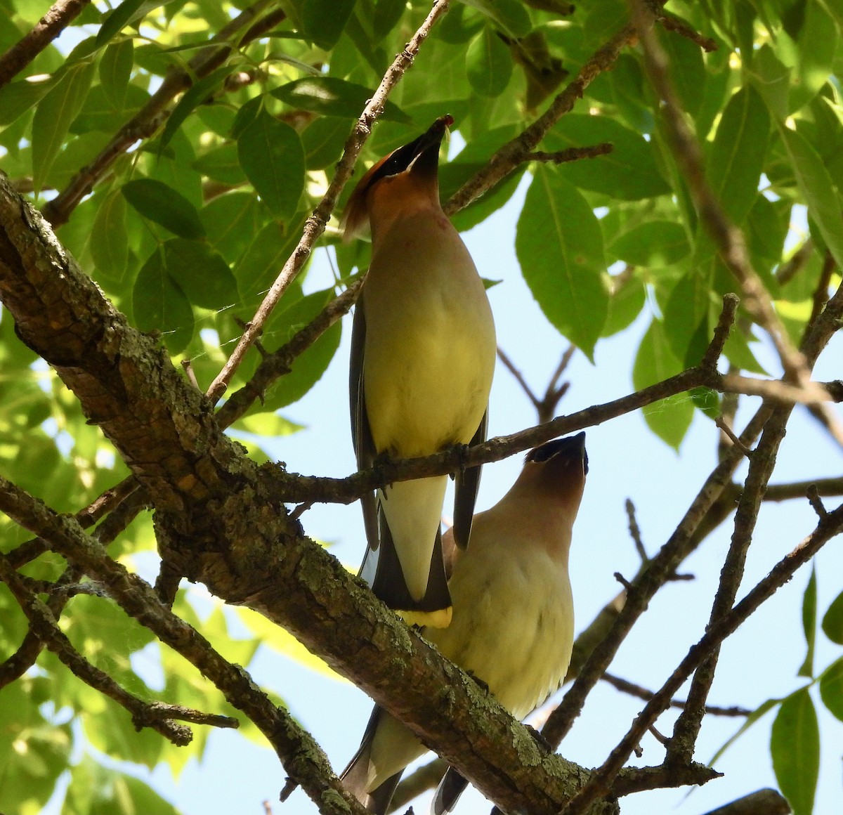 Cedar Waxwing - ML620255113