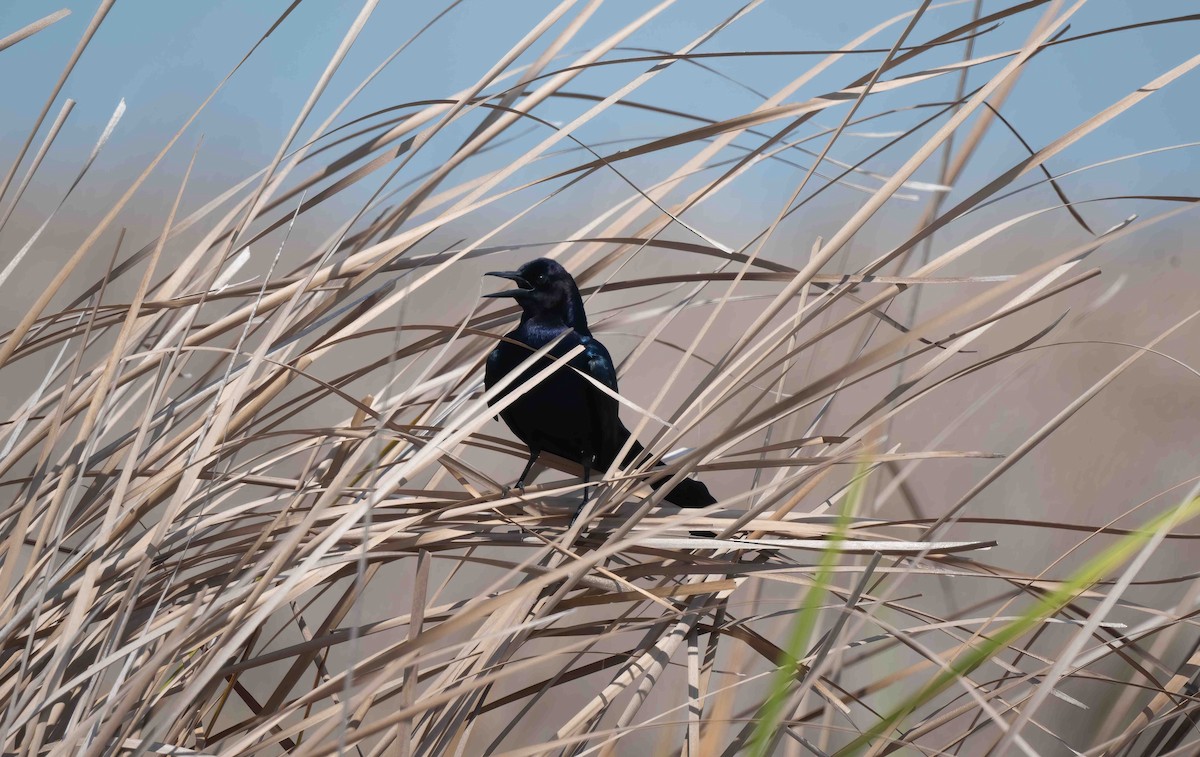 Boat-tailed Grackle - ML620255122