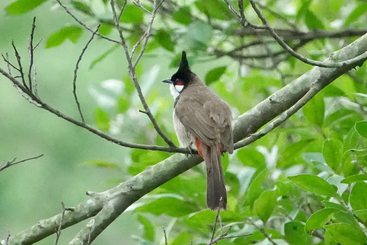 Red-whiskered Bulbul - ML620255123