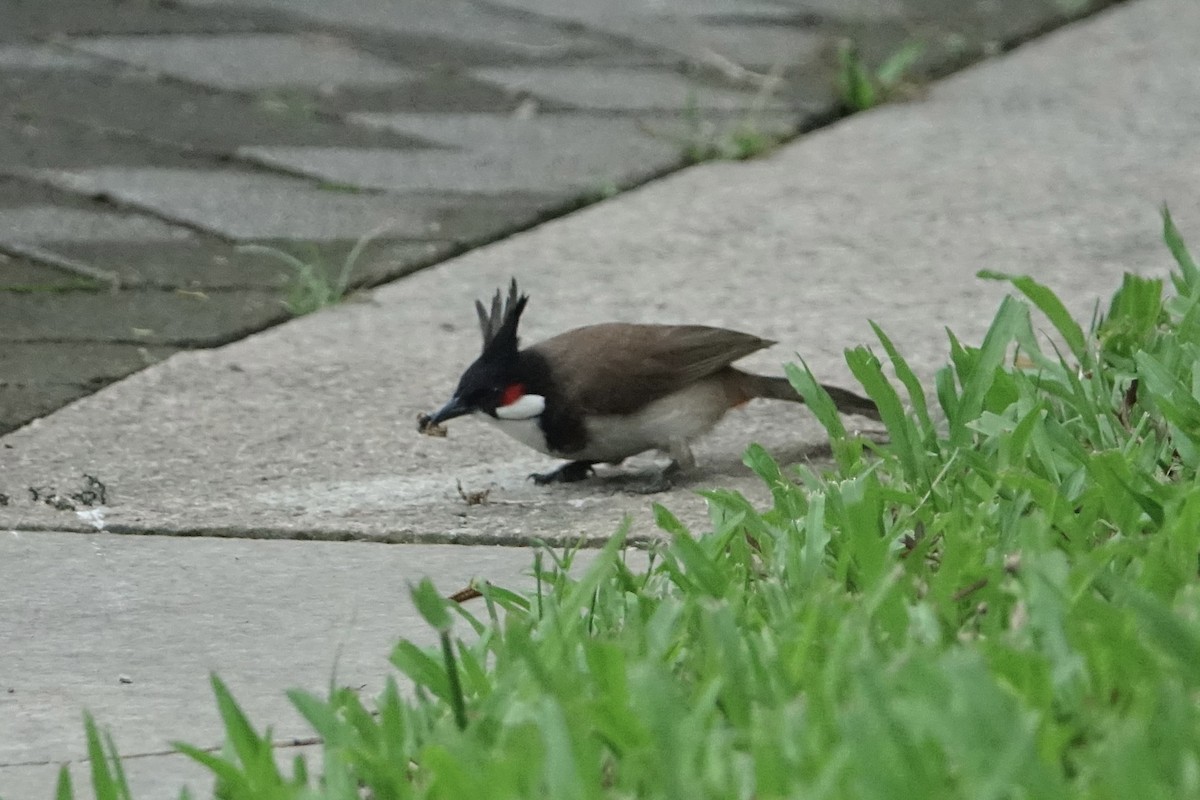 Red-whiskered Bulbul - ML620255124