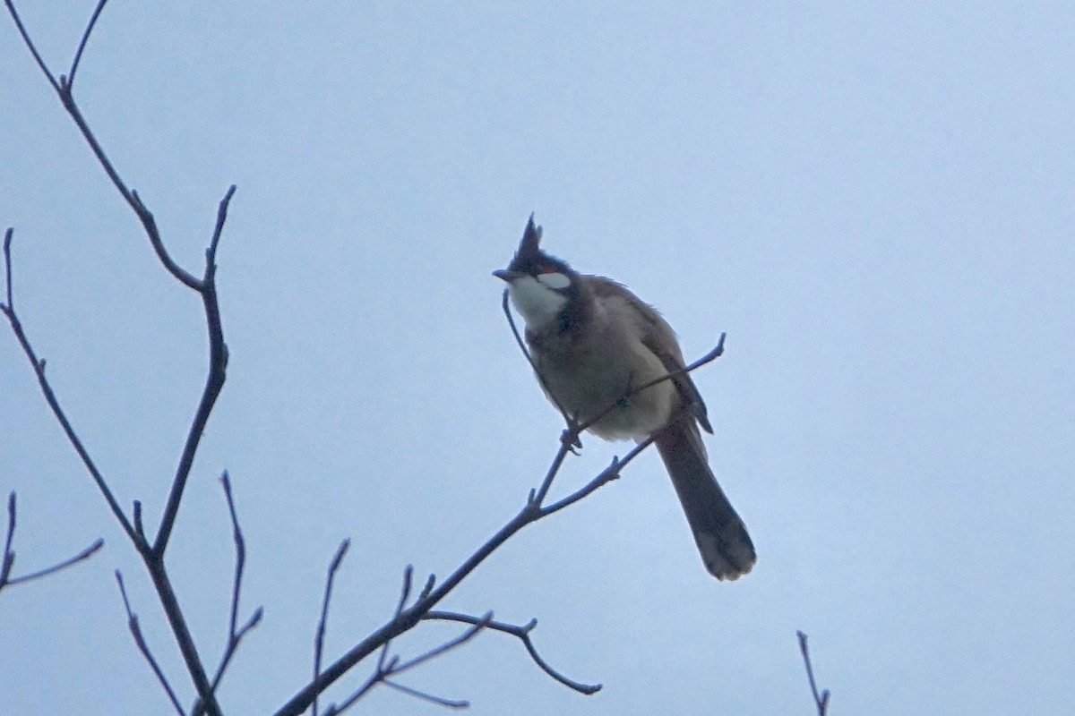 Red-whiskered Bulbul - ML620255125