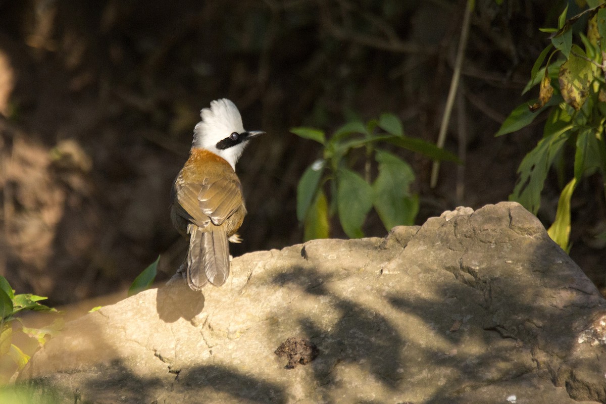 White-crested Laughingthrush - ML620255126