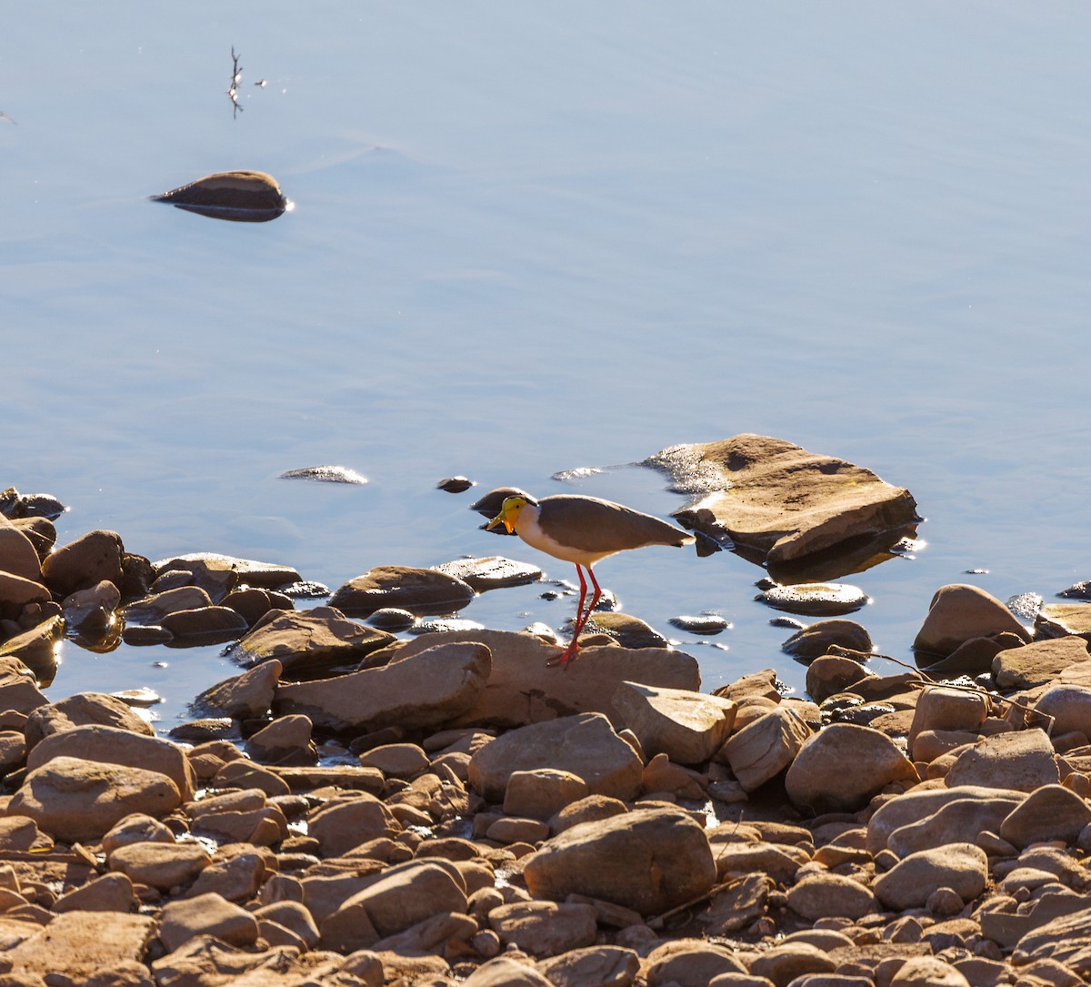 Masked Lapwing - ML620255131