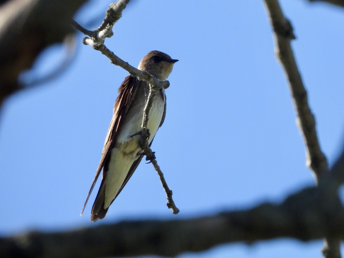 Northern Rough-winged Swallow - ML620255133