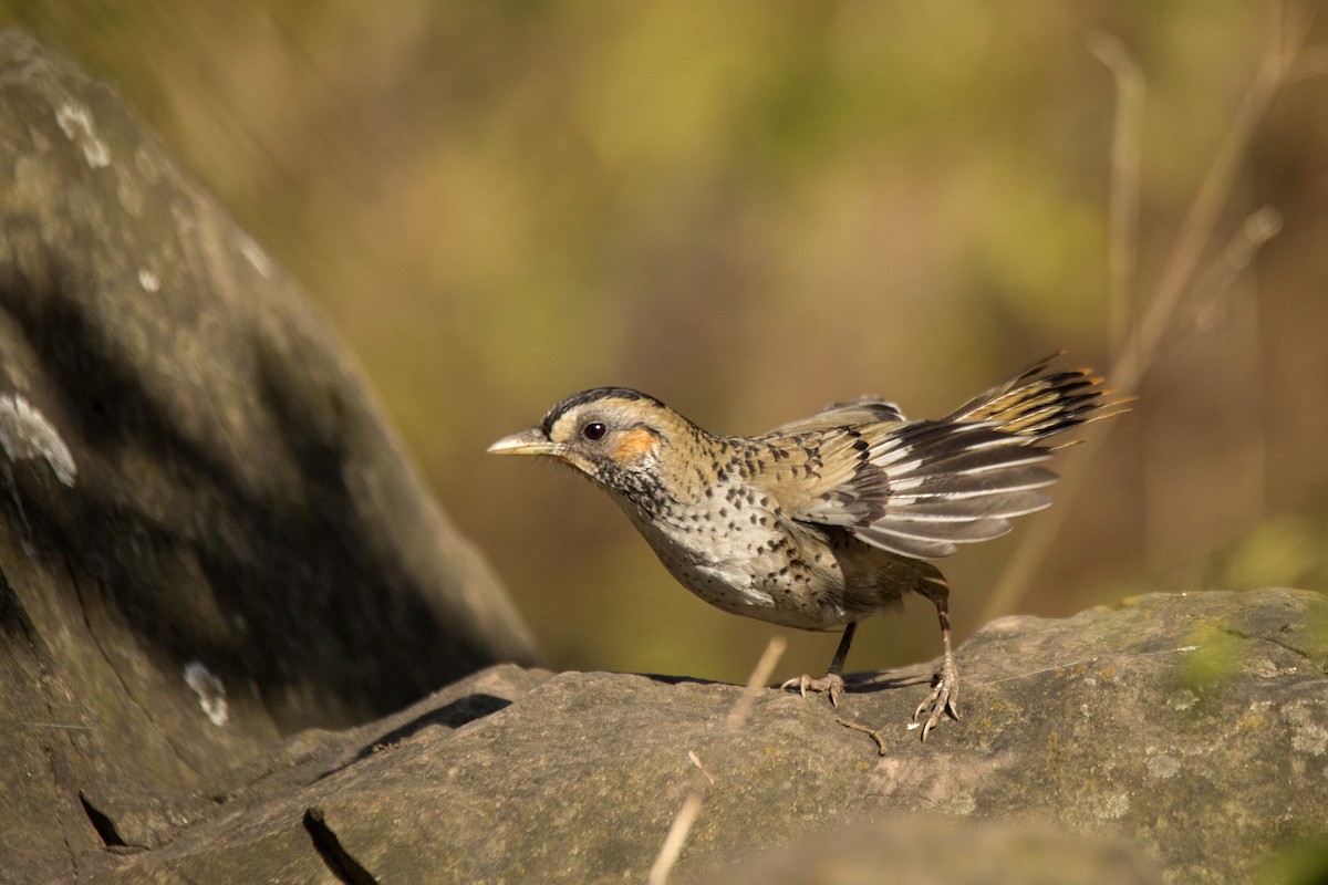 Rufous-chinned Laughingthrush - ML620255134