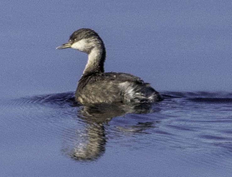 Hoary-headed Grebe - ML620255139