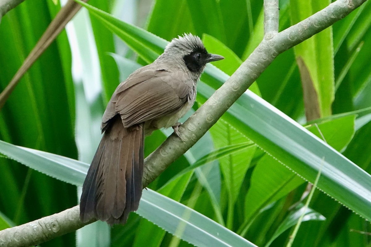 Masked Laughingthrush - ML620255140