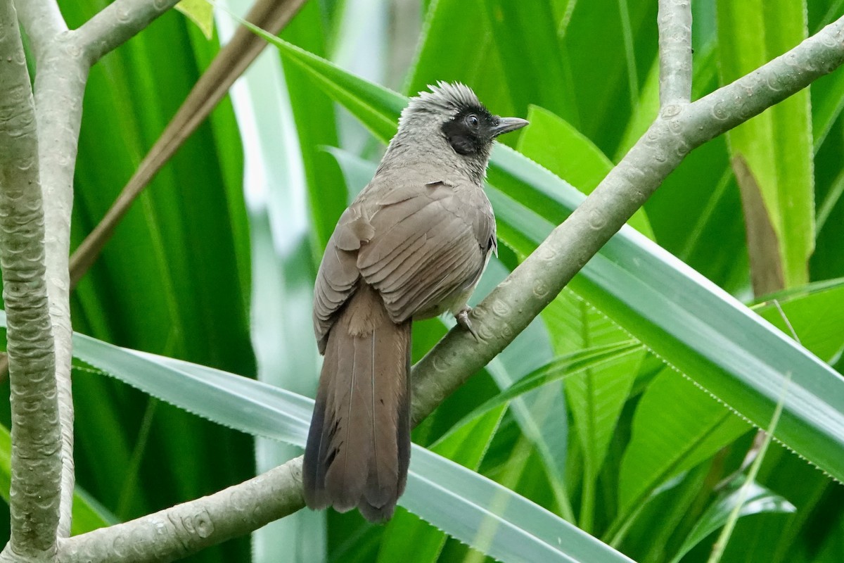 Masked Laughingthrush - ML620255141