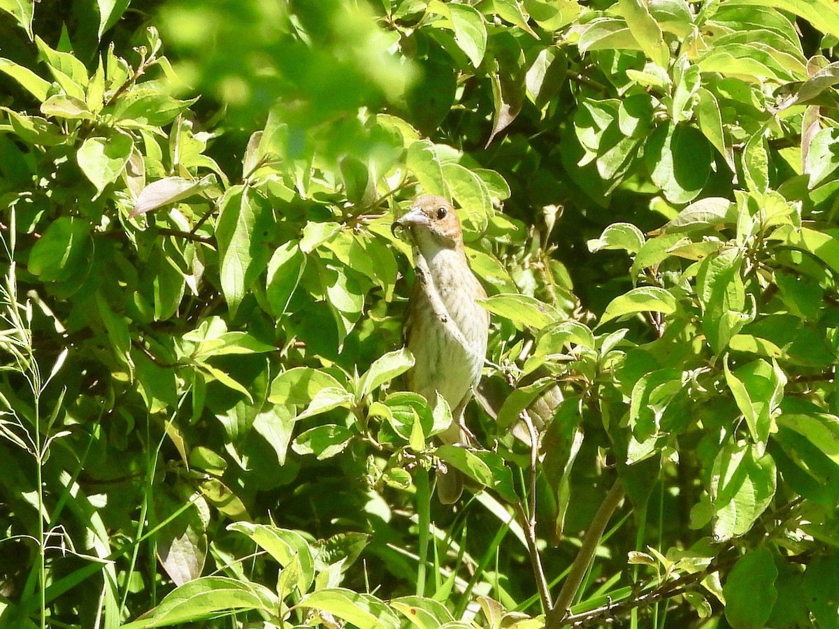 Indigo Bunting - ML620255145