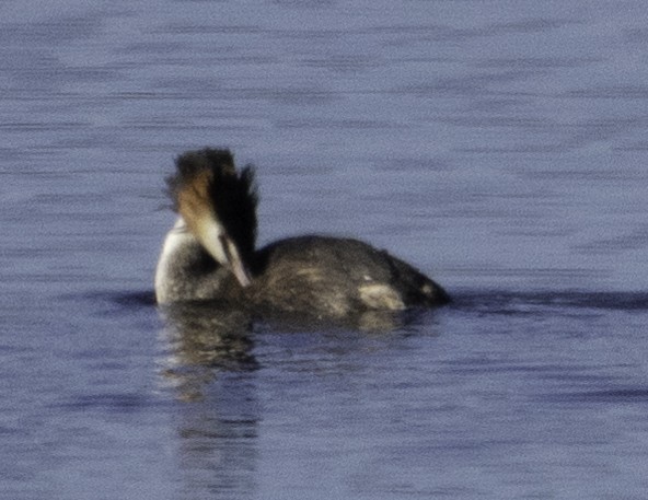 Great Crested Grebe - ML620255148