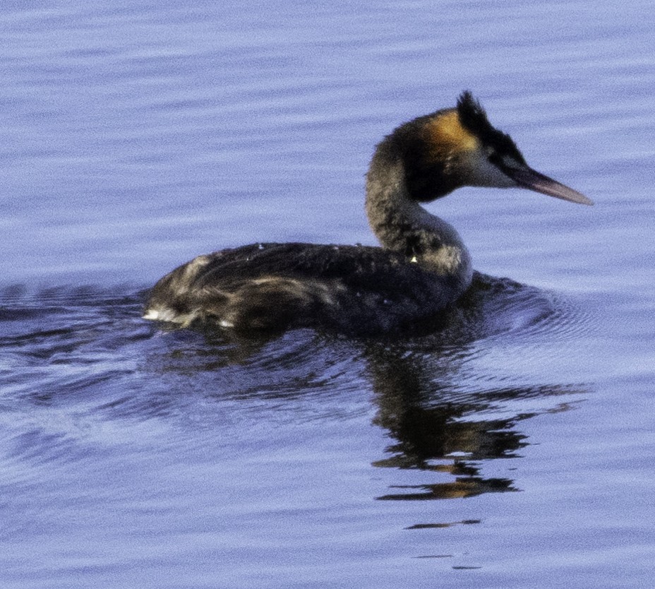 Great Crested Grebe - ML620255149