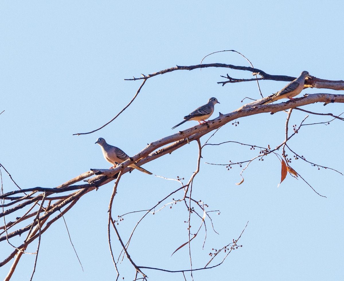 Peaceful Dove - ML620255150