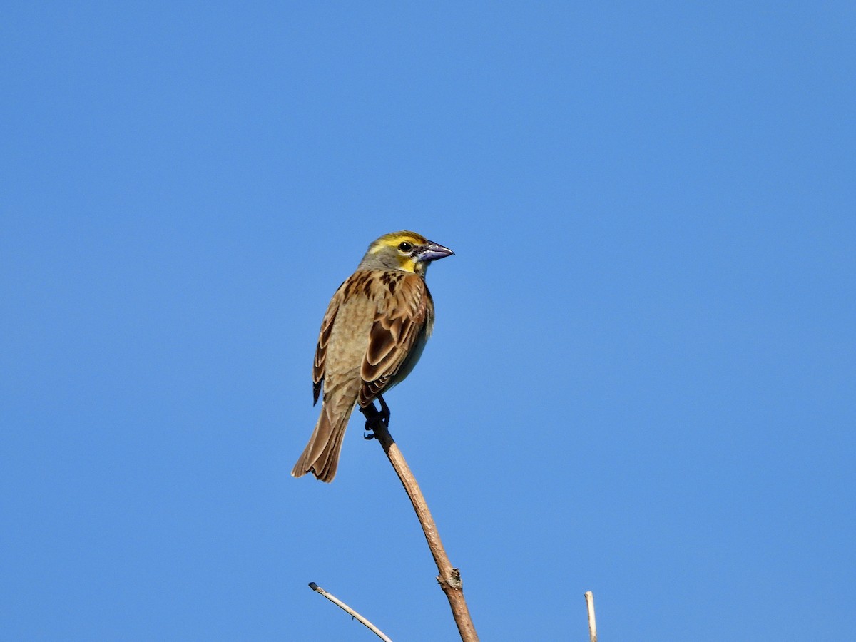 Dickcissel d'Amérique - ML620255151