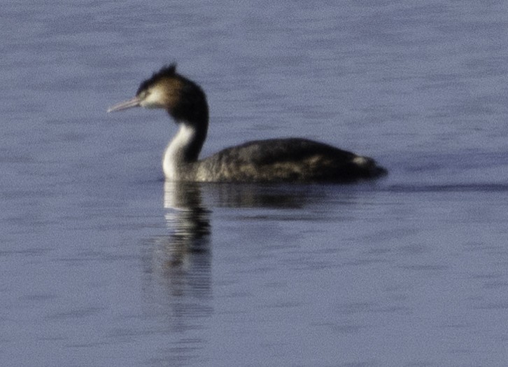 Great Crested Grebe - John Brown