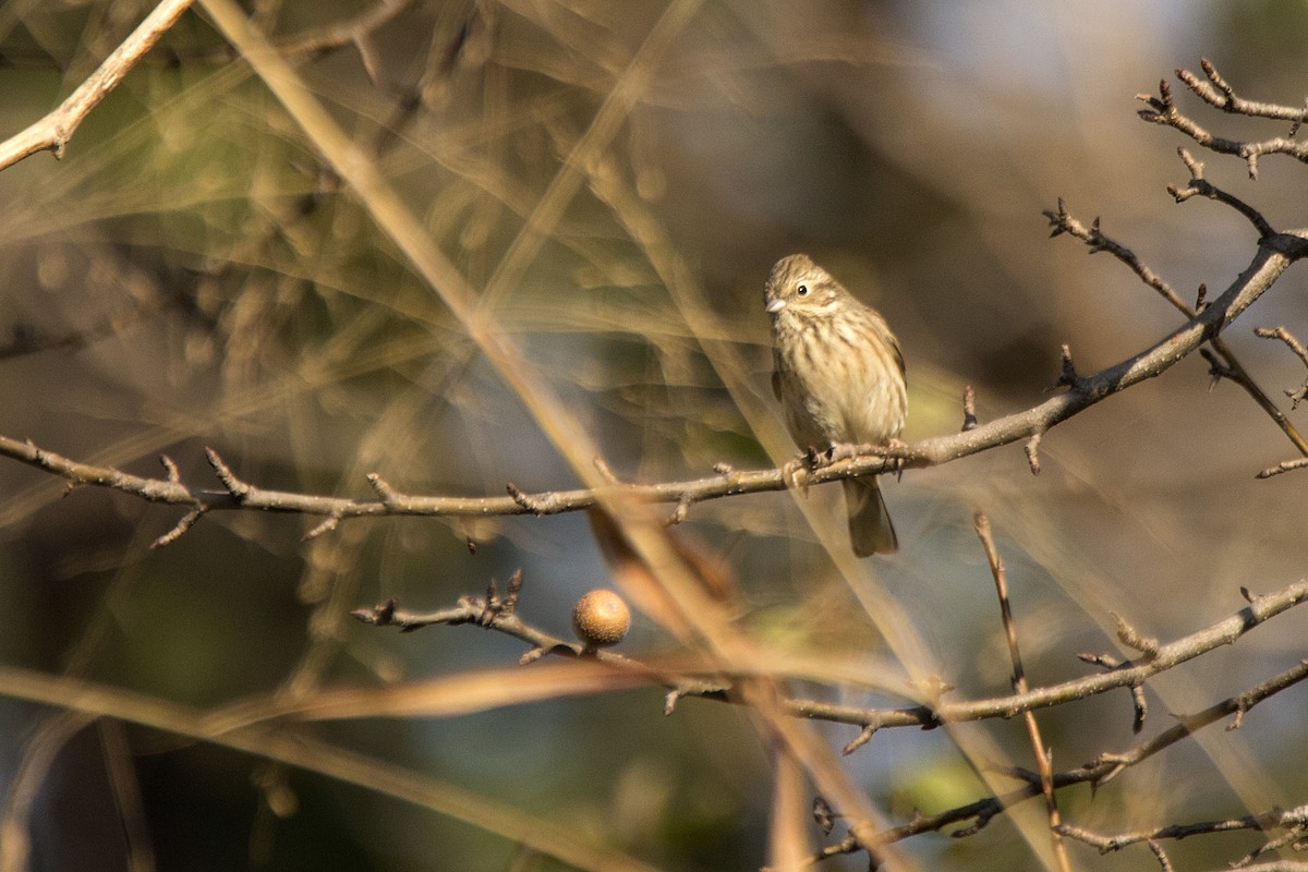 White-capped Bunting - ML620255154